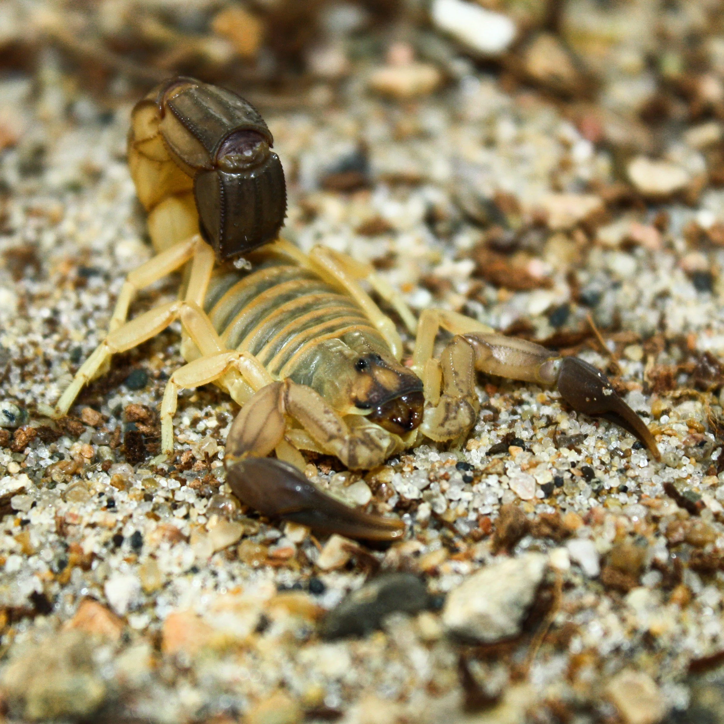 Androctonus australis 'Hector' Morocco locale (Black Clawed Yellow